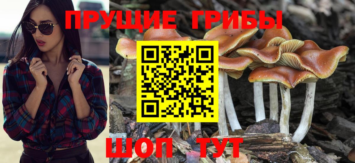 Галлюциногенные грибы Cubensis  Вход с VPN  Советская Гавань 
